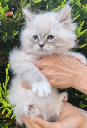 Cucciolo gatto siberiano