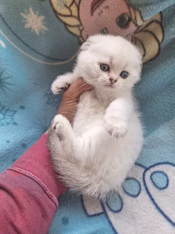 Scottish Fold e Straight con pedigree Benevento, colore prevalentemente - Foto 4