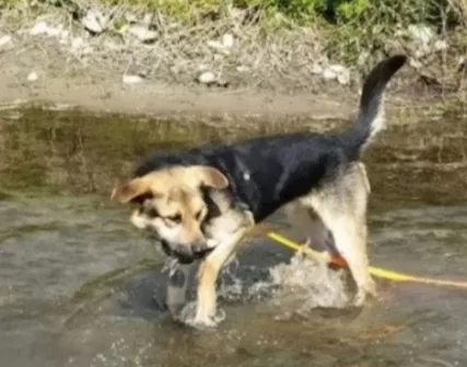 Mix Pastore 4 anni x 2 anni a catena.MILANO - Foto 3