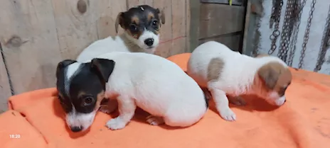 Cuccioli Razza Jack Russell - Anteprima 1