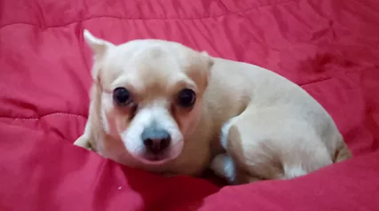 Cane Chihuahua pincher