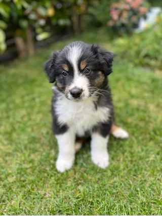 Cuccioli di Razza Pastore Australiano - Foto 4