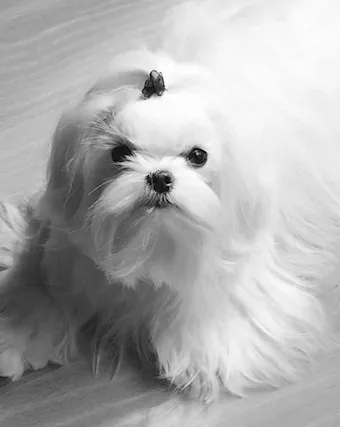 Cuccioli Razza Maltese - Anteprima 1