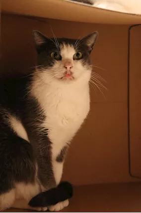 ROSALIA una gattina perfetta Razza Europeo, tipo abitazione - Foto 5