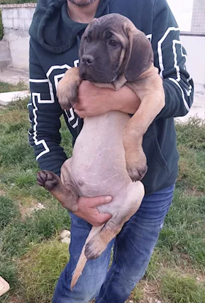 Cane Corso - Foto 2