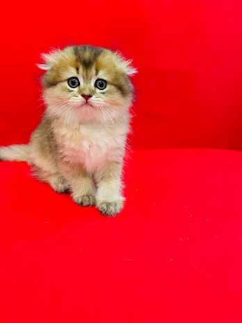 Scottish Fold cincillà dorato