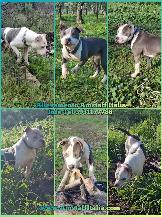 Foto 2 Allevamento Razza American Staffordshire Terrier blu cuccioli