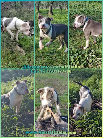 Allevamento Razza American Staffordshire Terrier blu cuccioli - Foto 2