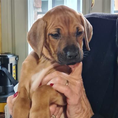 Cuccioli di Rhodesian Ridgeback