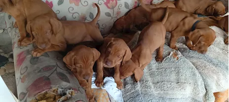 Cuccioli Vizla bracco ungherese