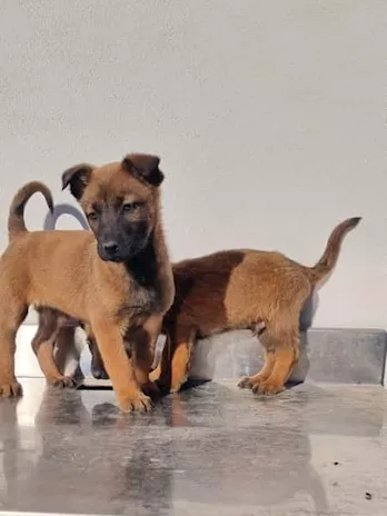 Cuccioli Pastore Belga Malinois in Puglia Bari Foggia Lecce