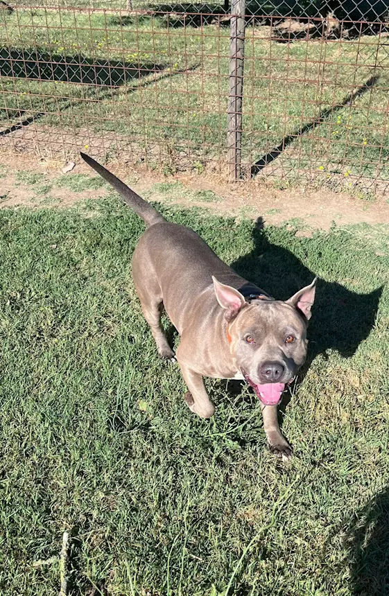 Foto 3 Splendido Amstaff cerca compagna