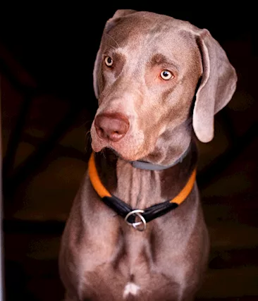 Weimaraner