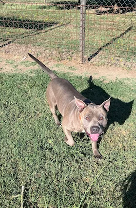 Splendido Amstaff cerca compagna - Foto 3
