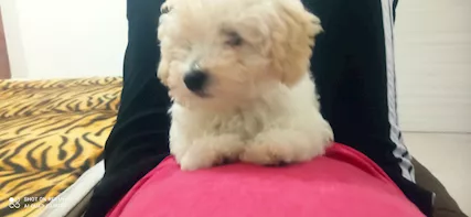 Vendita Barboncino Toy