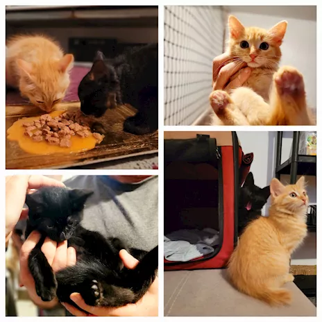 Rollo e Floky cuccioli adorabili