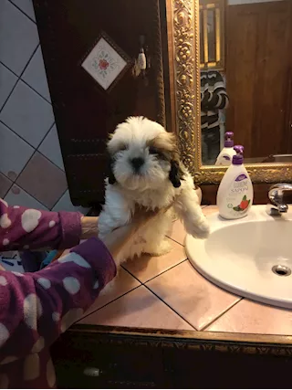 Cucciola di Shitzu, prezzo trattabile - Foto 4