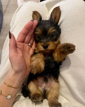 Cuccioli di Razza Yorkshire Terrier - Foto 6