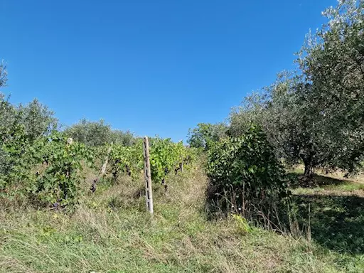 Terreno agricolo mq 1.100 in vendita