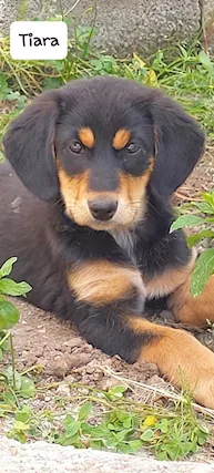 Dolcissima cucciolotta 3 mesi
