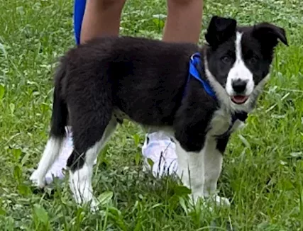Cucciolo bordercollie