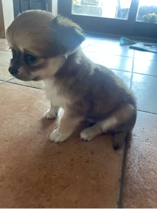 Disponibile chiwawa Razza Chihuahua, a pelo lungo - Anteprima 1