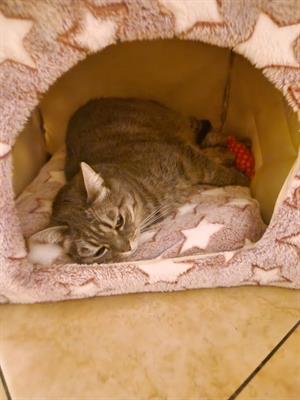 Cat sitter certificata - Anteprima 1