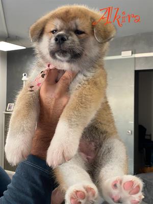 Akita inu cuccioli