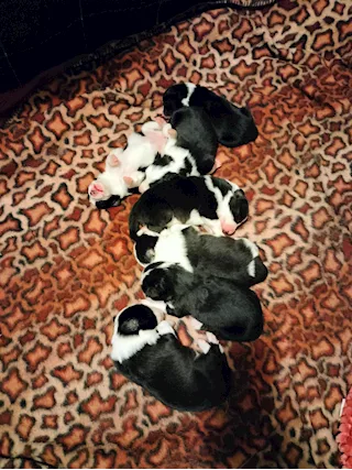 Cuccioli Border Colli