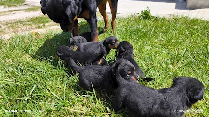 Cuccioli Rottweiler