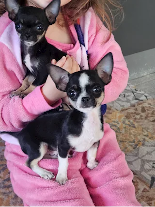 Chihuahua