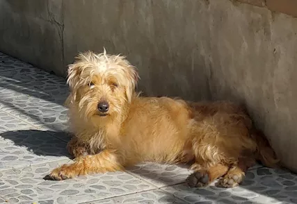 Artù, piccolino di soli 5kg aspetta una famiglia