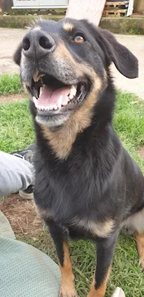 Dolce Giordie cane adorabile