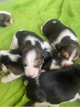 Cuccioli Beagle