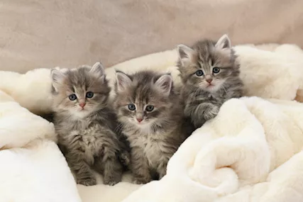 Cuccioli di gatto siberiano con pedigree Anfi