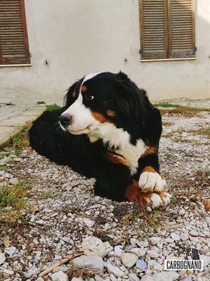 Cuccioli di BOVARO DEL BERNESE con Pedigree - Foto 3
