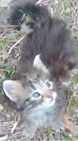 Gattino black tabby genitori di razza