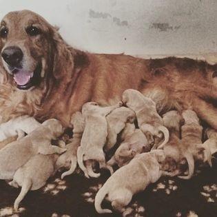 Prestigiosi cuccioli GOLDEN RETRIEVER