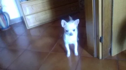 cucciolo