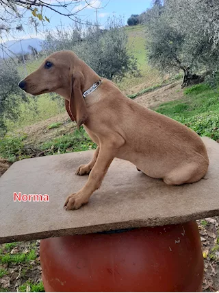 Segugio Italiano