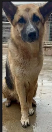 Pastore Tedesco 7 anni salvato conciato Savona