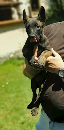 Cuccioli di pastore olandese