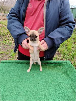Cuccioli chihuahua - Anteprima 1