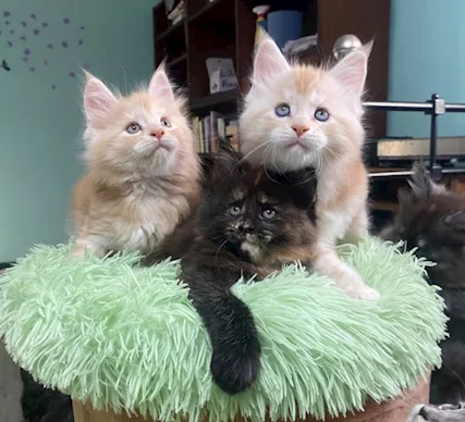 Gattini Maine Coon