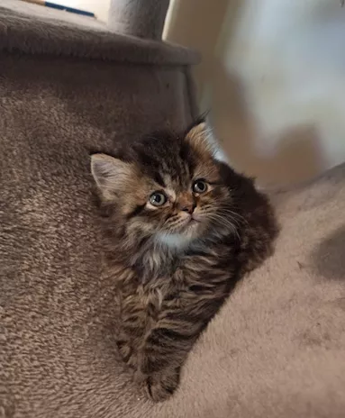 Cuccioli gattino persiano, genitori visibili - Foto 4