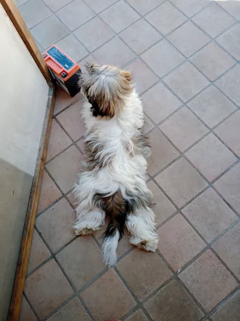 Cucciolotto di Razza Shih Tzu, genitori visibili - Anteprima 3