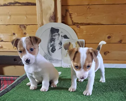 Cucciolata di jack russell terrier in prenotazione