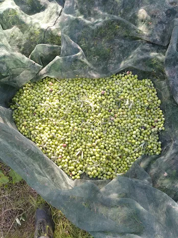 Olio extravergine di oliva - Foto 4