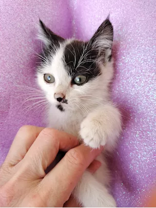 Micetta - Gattina di