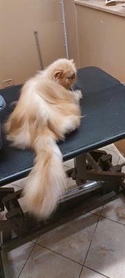 Corso professionale di toelettatura sui gatti
